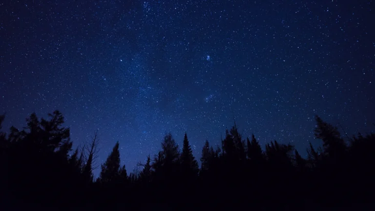 The silhouettes of a coniferous forest beneath a scattering of stars