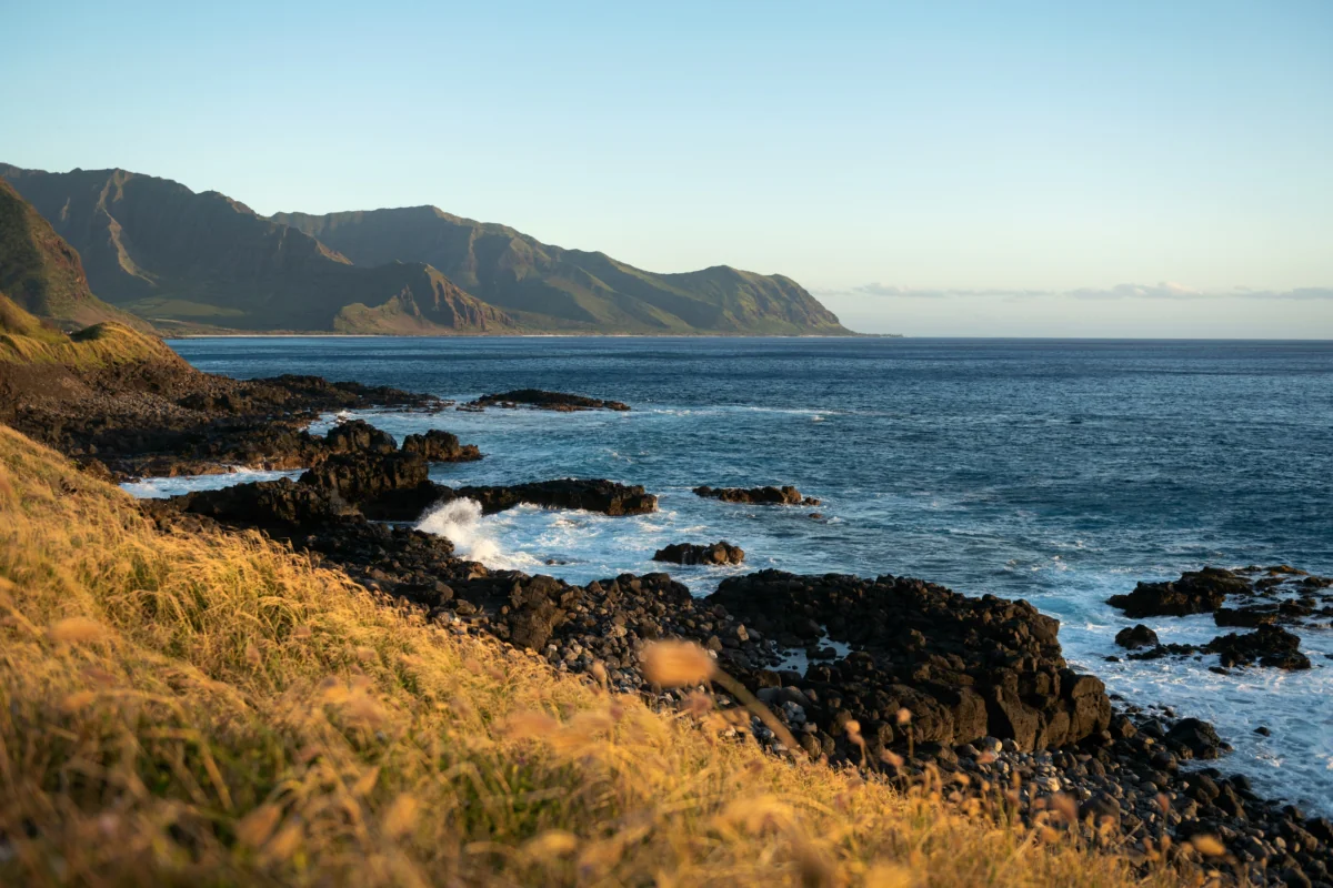 Golden grasses along the coast of Oahu