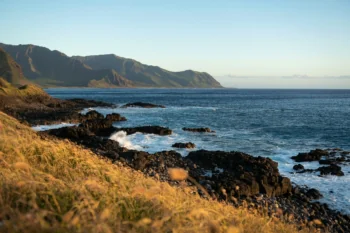 Golden grasses along the coast of Oahu