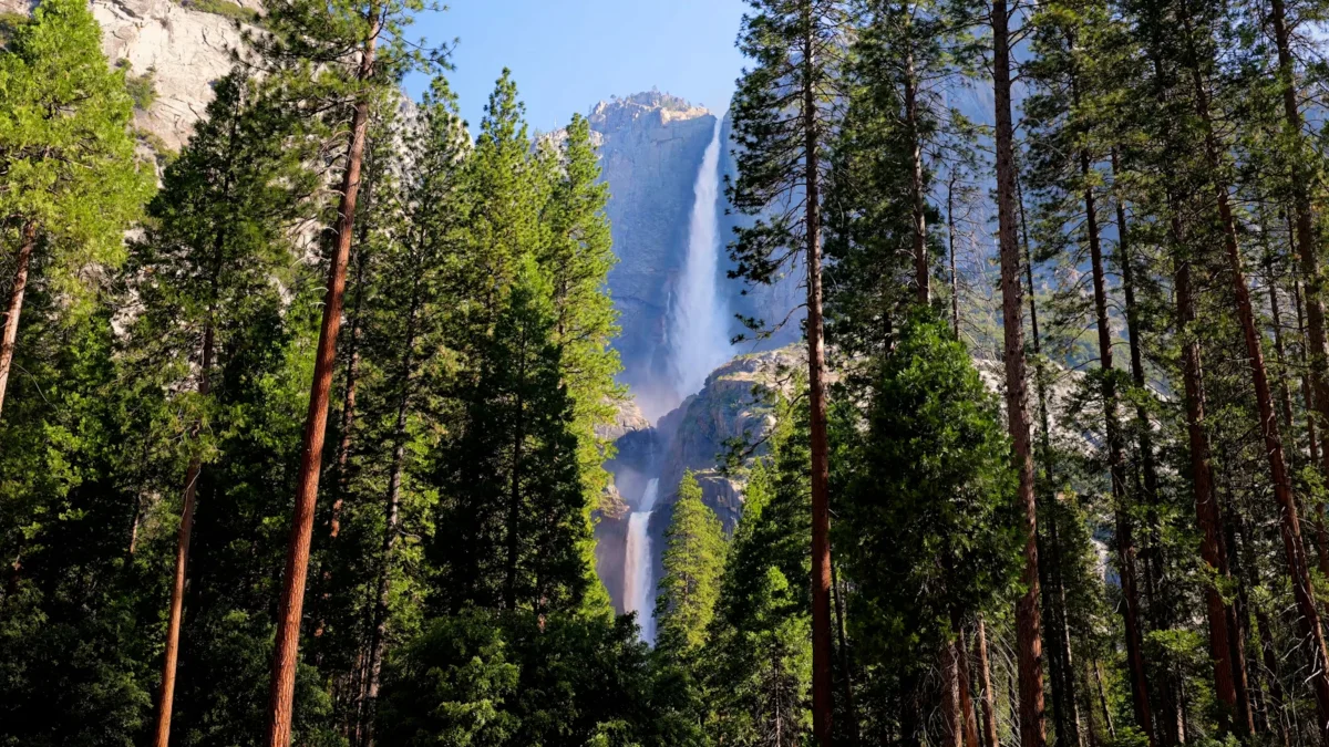 Yosemite Falls, framed by a coniferous forest