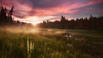 sunrise over the yellowstone valley, clouds, flowers, fog, forest, forests, herb, herbs, lawns, landscapes, meadows, nature reserves, wildlife reserves, parks, national parks, sky, sun, sun rays, sunlight, rays, sunrises, dawn, usa, united states, yellowstone, nature, world