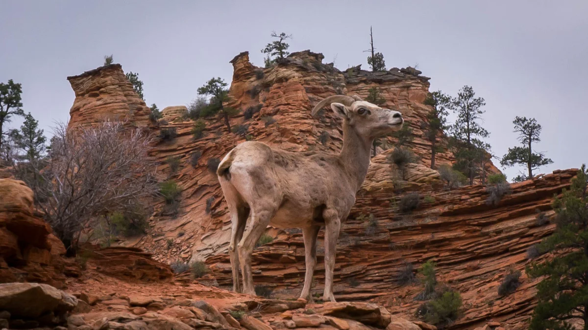 a bighorn sheep on the cliffs of zion national park, cliffs, goats, landscapes, mountains, peaks, hills, nature reserves, wildlife reserves, parks, national parks, pine trees, usa, united states, utah, zion, zion national park, nature, world